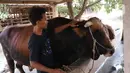 Peternak sapi melakukan perawatan sapi yang sudah dibeli Presiden Joko Widodo untuk kurban  Idul Adha di Ciledug, Tangerang, Banten, Selasa (28/7/2020). Sapi yang dipesan Jokowi sudah berusia lebih dari 2 tahun. Jokowi memesan sapi kurban di tempat ini sejak 2017. (Liputan6.com/Angga Yuniar)