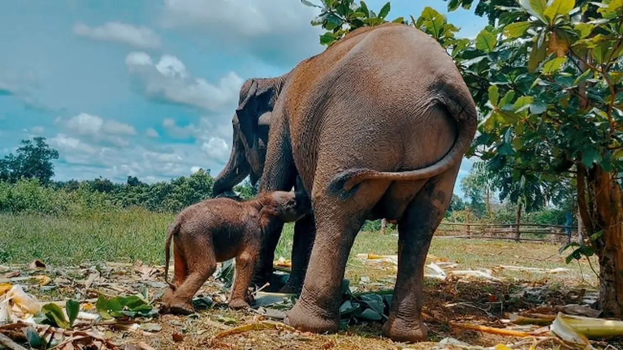 Bayi gajah yang baru lahir saat menyusu kepada induknya.