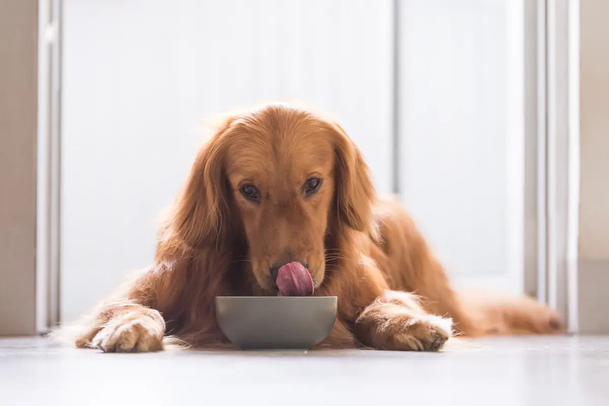 Pilih Makanan Terbaik PawMeals Dog Catering Buat Anabul Kesayangan
