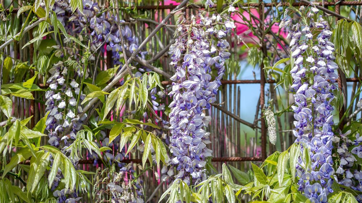 8 Tanaman Pagar Rumah Terbaik yang Rimbun dan Estetis