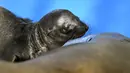 Seekor singa laut mencium bayinya di objek wisata Harbin Polarland di Harbin, Provinsi Heilongjiang, China timur laut, pada Sabtu (20/6/2020). Beberapa hari lalu, seekor bayi singa laut lahir dengan kondisi yang sehat di Harbin Polarland, Harbin. (Xinhua/Wang Jianwei)