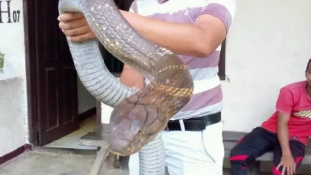 King Cobra Raksasa (Sumber Foto: facebook.com/Made Dwi Sudarmawan)