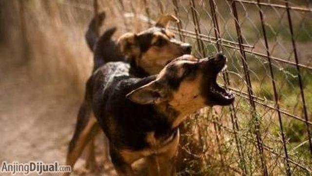 4 Suara  Hewan  yang Dipercaya Pertanda Datangnya Makhluk 