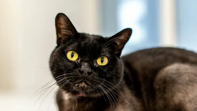 Bombay Cat