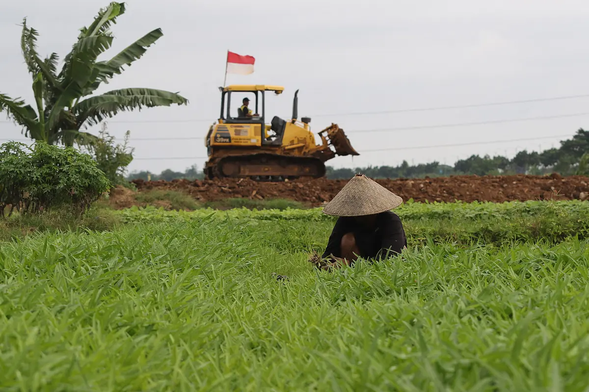 FOTO: Hamparan Sawah yang Tersisa di Jakarta
