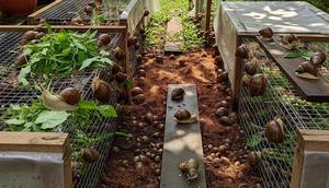 Usaha Ternak Tidak Berisik di Rumah Subsidi. (Foto: AI)