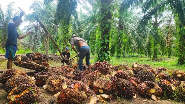 Aktivitas panen dan penimbangan di perkebunan sawit milik rakyat.