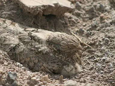 Nama burung ini Nightjar Mesir (Caprimulgus aegyptius), yang berasal dari Asia barat daya dan Afrika utara. Warna bulunya yang sama persis dengan lingkungannya membuat dirinya bisa santai berjemur. (boredpanda.com)