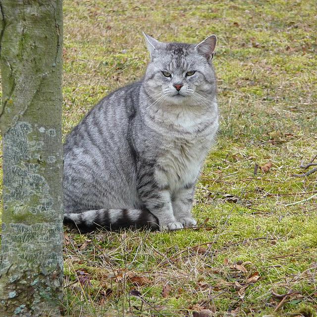 Kucing mujair (Image by Wikipedia)