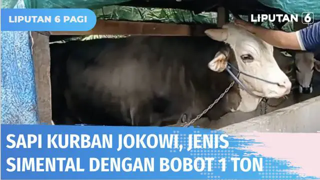Presiden Jokowi membeli seekor sapi kurban seberat satu ton milik seorang warga di Kabupaten Konawe, Sulawesi Tenggara. Sapi jenis simental ini telah dinyatakan sehat dan tidak terjangkit penyakit mulut dan kuku, setelah diuji sampel darahnya di labo...