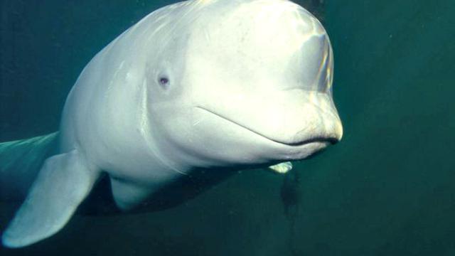 Paus Beluga