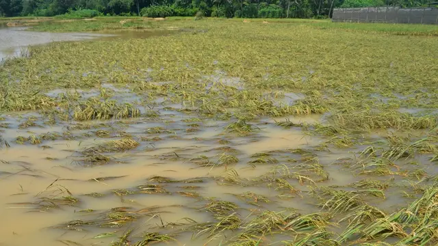 Padi terendam. (Foto: Liputan6.com/Muhamad Ridlo)