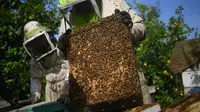 Pekerja mengambil sarang lebah saat panen di Beit Hanun, Jalur Gaza utara, Minggu (30/4). Peternakan lebah ini menghasilkan 4000 kilo madu setiap tahun yang hanya dijual di Jalur Gaza. (AFP PHOTO / MOHAMMED ABED)