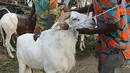 Pedagang membawa  domba yang akan dijual untuk perayaan Idul Adha di sebuah pasar kawasan Abidjan, Pantai Gading, Jumat (17/8). Dalam Perayaan Idul Adha, umat islam di seluruh dunia akan menyembelih hewan ternak. (AFP/ISSOUF SANOGO)