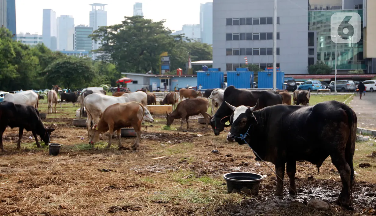 Dinas Lingkungan Hidup (DLH) DKI Jakarta mengajak masyarakat terutama yang terlibat menjadi panitia kurban untuk menerapkan prinsip Ecoqurban saat Hari Raya Idul Adha 1444 H/2023. (Liputan6.com/Johan Tallo)