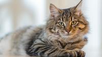 The smartest cat breeds that will surprise you. (Photo: Inge Wallumrød/Pexels)