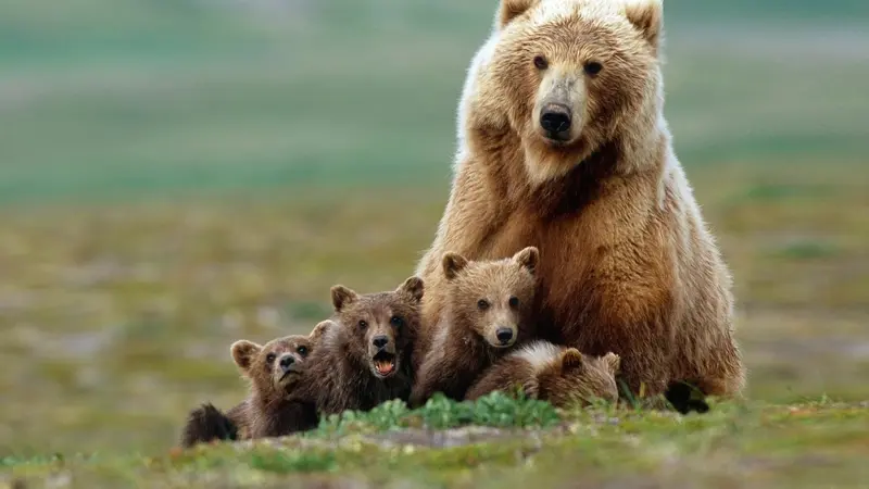 'Mama' Beruang Selamatkan Wanita dan Ajing dari Kejaran Serigala