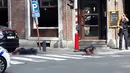 Seorang petugas polisi berdiri di lokasi dekat dua jenazah polisi korban penembakan di Liege, Belgia (29/5). Seorang pria menembak mati tiga orang di dekat sebuah kafe di Kota Liege, Belgia, Selasa waktu setempat. Dua di antara korban adalah polisi. (AP)