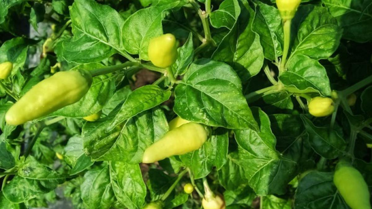 8 Cara Menanam Cabai agar Tidak Mudah Rontok saat Berbuah Lebat, Hasilkan Panen Maksimal