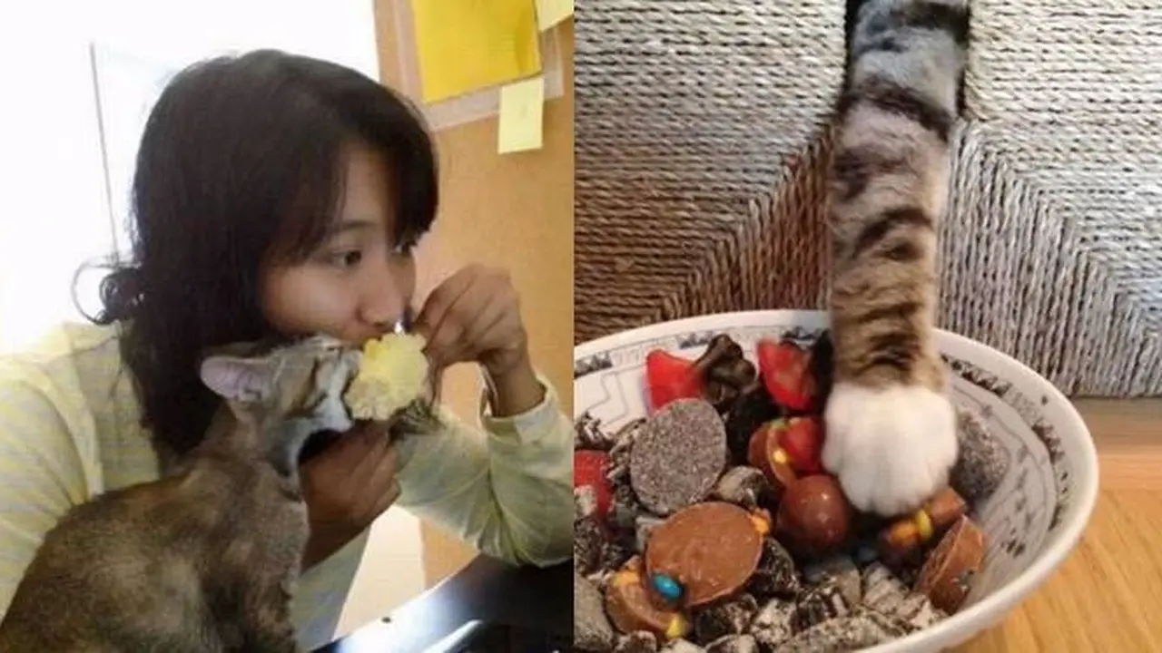 6 Potret Lucu Kucing Rebut Makanan Majikan Ini Kocak Banget