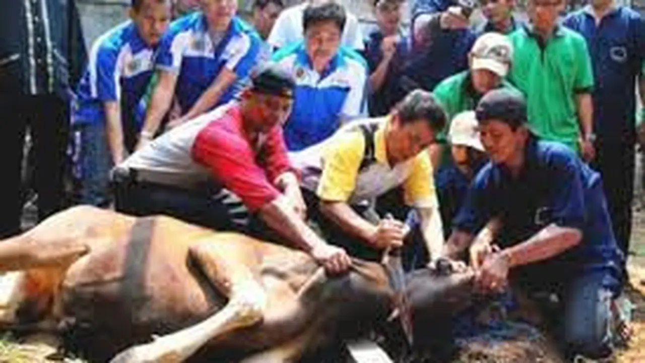 Ilustrasi penyembelihan hewan ternak yang benar dan halal (Istimewa)