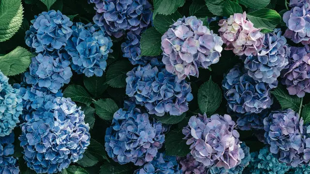 Bunga Hydrangea