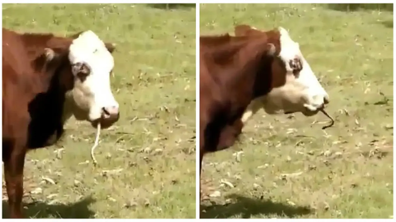 Sapi Ini Mengunyah Ular Sebagai Cemilan
