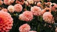 Cara Merawat Bunga Dahlia agar Tumbuh Subur dan Berbunga Indah