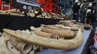 Bukalapak.com Tutup Lapak Penjualan Gading Gajah