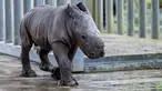 Bayi badak jantan yang lahir pada 18 Februari terlihat di kandangnya di taman zoologi Amneville, di Amneville, Prancis timur (25/2/2022). Ini adalah badak putih kelahiran ketiga yang lahir dalam empat bulan terakhir di kebun binatang tersebut. (AFP/Jean-Christophe)