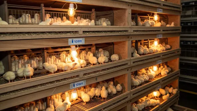 Desain Kandang Ayam dengan Lampu Emergency