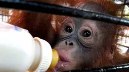 Seekor bayi Orang Utan minum susu saat berada di kandang Tempat Perawatan Satwa Bermasalah, Kebun Binatang Surabaya (KBS), Selasa (24/4). KBS dilengkapi Tempat Perawatn Satwa Bermasalah, yaitu satwa yang mengalami berbagai masalah sejak lahir, diantaranya induk tidak bisa menyusui, induk mati dan tak dirawat induknya. (Antarafoto)