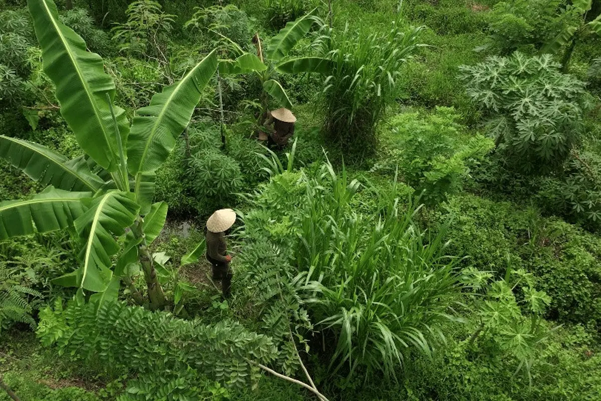 Valrhona Cocoa Forest di Bali