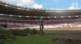 Pekerja melakukan pengerjaan revitalisasi rumput lapangan di Stadion Utama Gelora Bung Karno (SUGBK), Jakarta, Rabu (26/6/2024). (Liputan6.com/Herman Zakharia)