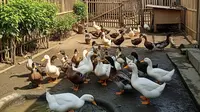 Ternak Bebek 10 Ekor untuk Pemula di Desa, Tips Lengkap Meraup Cuan