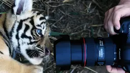 Seekor anak Harimau Bengal melihat kamera di penampungan hewan FURESA, Jayaque, San Salvador, Selasa (31/1). Empat anak harimau bengal, sebuah spesies yang terancam punah, berhasil lahir melalui persalinan normal. (AFP PHOTO/ Marvin RECINOS)
