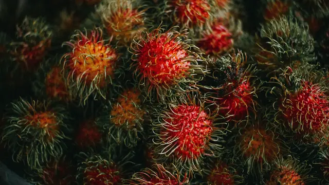 rambutan