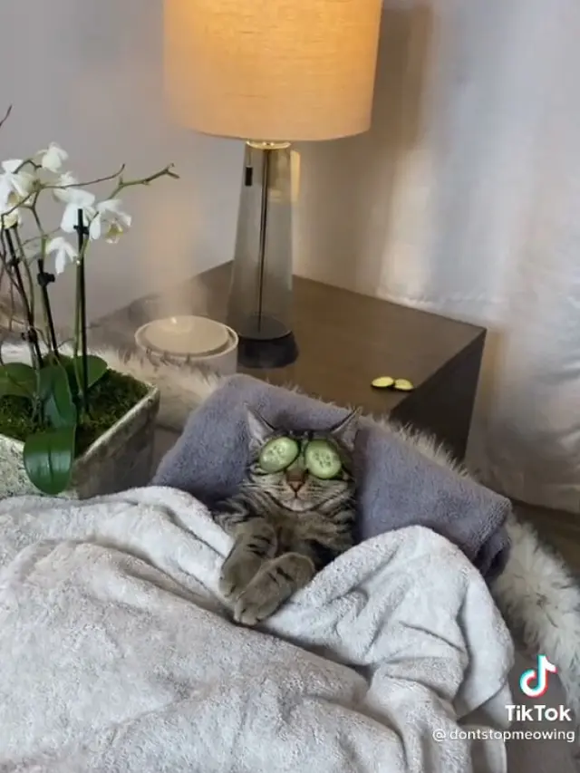 Viral, Aksi Kucing Sedang Spa Bersama Pemiliknya Ini Bikin Gemas.