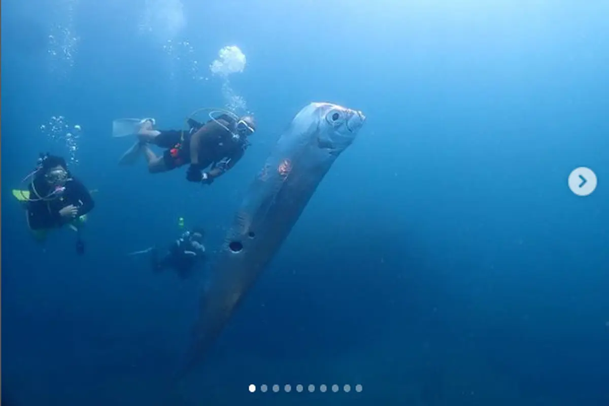 Ikan Oarfish yang ditemukan di Taiwan pada Juni 2023. (Instagram @chengruwang)