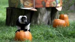 Lemur lorek hitam-putih berdiri di atas labu yang diletakkan dalam kadang Kebun Binatang San Francisco, California, 26 Oktober 2018. Lemur di kebun binatang itu menerima labu berisi kudapan untuk merayakan Halloween. (Justin Sullivan/Getty Images/AFP)