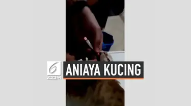 Sekelompok anak muda di Spanyol melakukan penganiayaan terhadap seekor kucing. Mereka memaksa kucing untuk merokok. Dan akhirnya, pemuda tersebut dituntut oleh pihak berwenang dan dijatuhkan sanksi hukum.