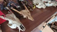 Ribuan Bagian Tubuh Satwa Langka Disita dari Toko di Martapura, Ada Tengkorak hingga Paruh