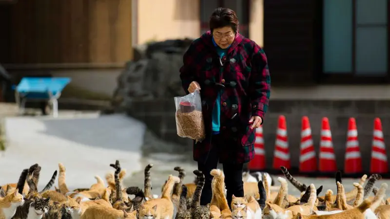 Cerita Dibalik Terciptanya 'Pulau Kucing' di Jepang