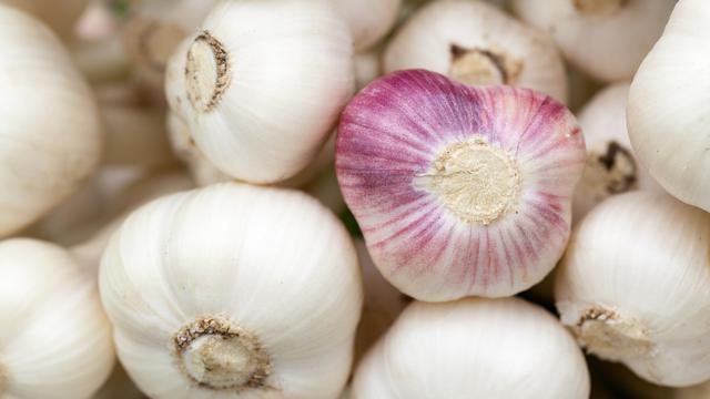 Ilustrasi bawang putih