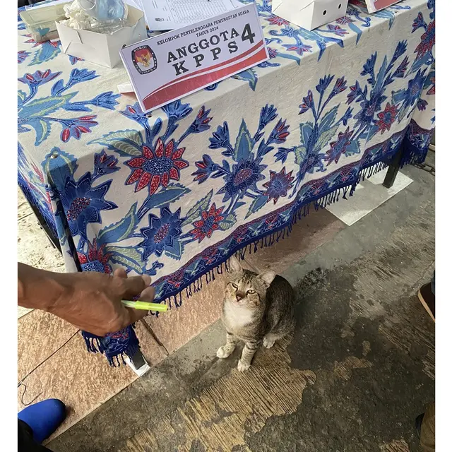 6 Potret Aksi Lucu Kucing di TPS Ini Bikin Pemilih Gemas, Bak Jadi Petugas KPPS