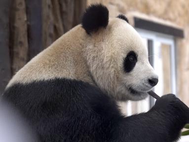 Suhail, panda jantan yang dikirim oleh China ke Qatar sebagai hadiah untuk Piala Dunia, memakan bambu di tempat perlindungannya di Rumah Panda di Al Khor Park, dekat Doha, Rabu (19/10/2022). Qatar menjadi negara Timur Tengah pertama yang menerima panda raksasa dari China. (AP Photo, Lujain Jo)