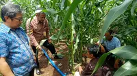 Slang Pengairan Kebun Jagung. (Kamis, 27/10/2022). (Yandhi Deslatama/Liputan6.com).