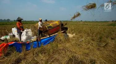 Petani memanen padi jenis Jarong (unggulan) di Kawasan Bekasi-Jakarta, Selasa (2/7/2019). Hasil panen padi kali ini para petani kurang memuaskan akibat cuaca yang tidak menentu dan serangan hama. (merdeka.com/Imam Buhori)