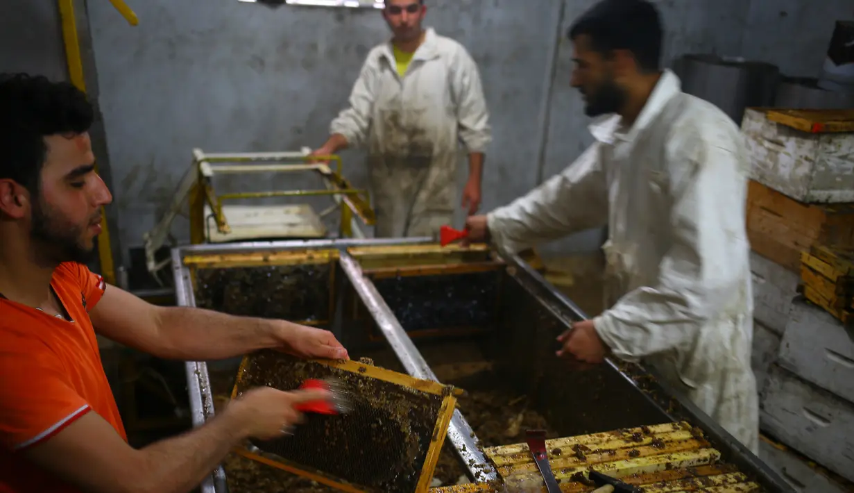 Pekerja membersihkan sarang lebah saat panen madu di Beit Hanun, Jalur Gaza utara, Minggu (30/4). Peternakan lebah ini menghasilkan 4000 kilo madu setiap tahun yang hanya dijual di Jalur Gaza. (AFP PHOTO / MOHAMMED ABED)