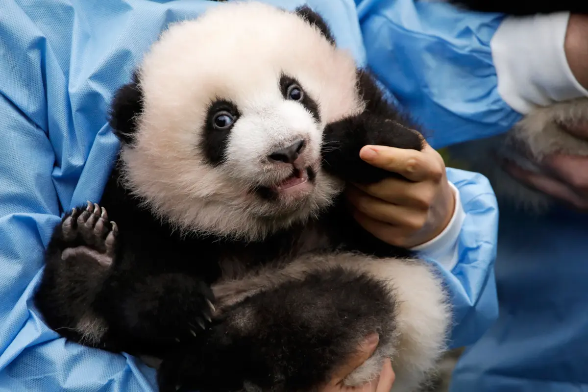 Anak Panda Kembar di Belgia